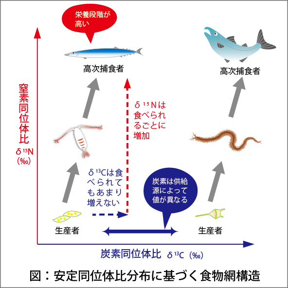 安定同位体比分布