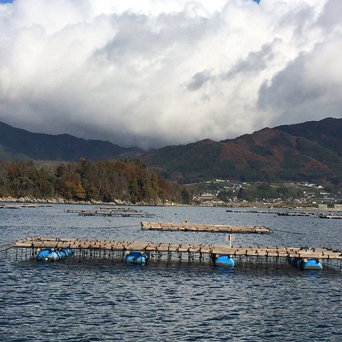 広田湾養殖筏w500.jpg